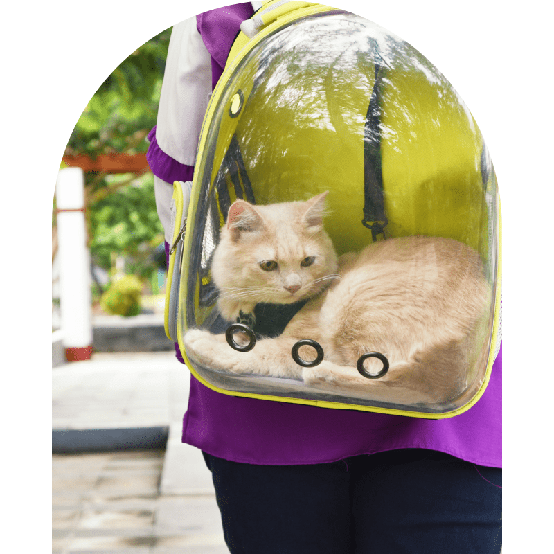 Transparent Cat Bag